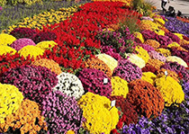 無性係91视频精选--花園小菊